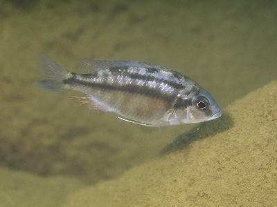 Protomelas taeniolatus 'Namalenje Island'